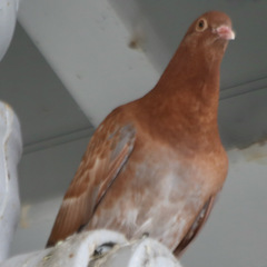 Columba livia