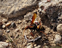 Cryptocheilus annulatus