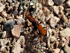 Cryptocheilus annulatus