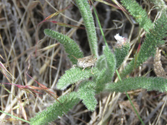 Psoloessa delicatula