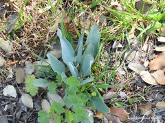 Cynoglossum cheirifolium