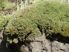 Selaginella hansenii
