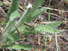 Psoloessa delicatula