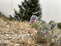 Echium albicans