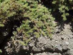 Selaginella hansenii