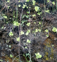 Pinguicula moranensis