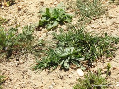 Spergularia purpurea