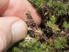 Selaginella hansenii