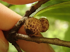Callirhytis quercusgemmaria