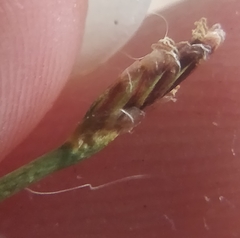 Trichophorum cespitosum germanicum