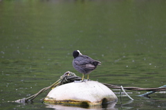 Fulica atra