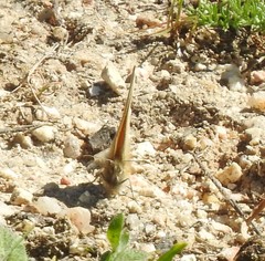 Coenonympha pamphilus