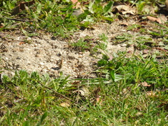 Coenonympha pamphilus