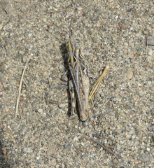 Psoloessa delicatula