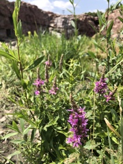 Lythrum salicaria