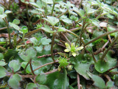 Ranunculus ternatifolius
