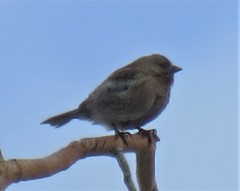 Leucosticte australis