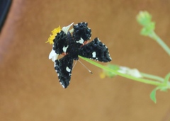 Calydna sturnula