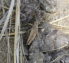 Psoloessa delicatula