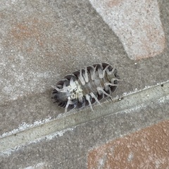Porcellio obsoletus