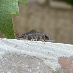 Porcellio obsoletus