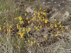 Erythranthe glaucescens