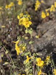 Erythranthe glaucescens