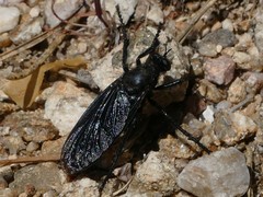 Dasypogonini