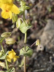 Erythranthe glaucescens