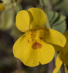 Erythranthe glaucescens
