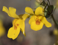 Erythranthe glaucescens