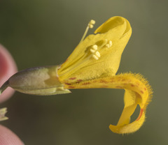 Erythranthe glaucescens