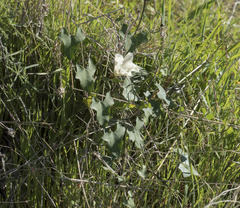Calystegia occidentalis occidentalis