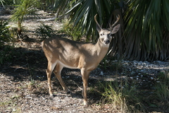 Odocoileus virginianus clavium