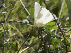 Calystegia occidentalis occidentalis