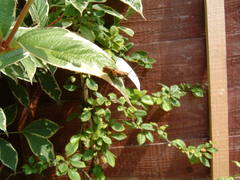 Chorthippus brunneus