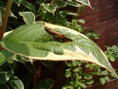 Chorthippus brunneus