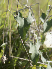 Calystegia occidentalis occidentalis