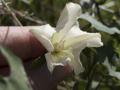 Calystegia occidentalis occidentalis