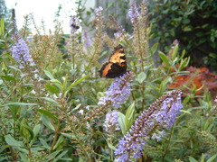 Aglais urticae