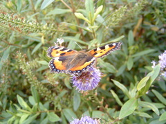 Aglais urticae