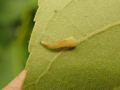 Caryomyia procumbens