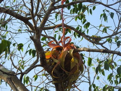 Tillandsia roland-gosselinii