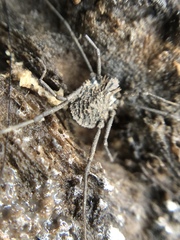 Ortholasma rugosum
