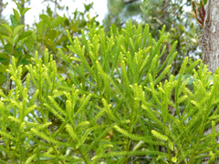 Dacrydium beccarii