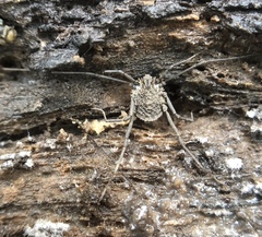 Ortholasma rugosum