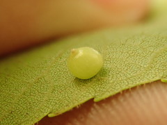 Caryomyia deflexipili