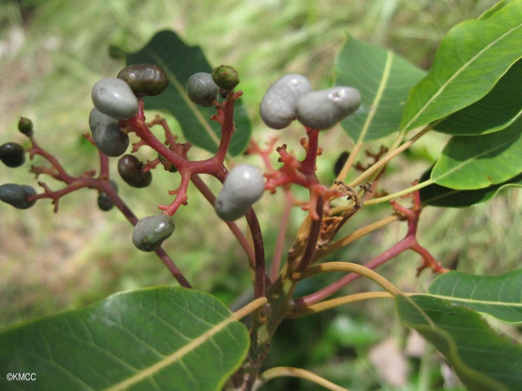 Rhus taratana