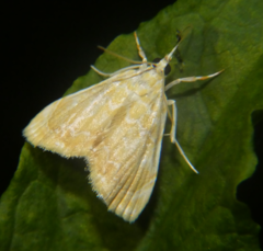 Glaphyria glaphyralis