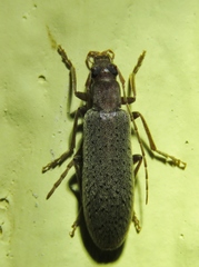 Sparedrus aspersus